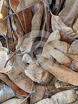 Brown dead leaf background, dry leaves texture