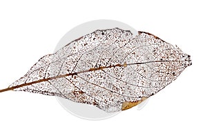 Brown dead leaf on white