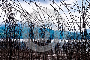 Brown dead pricky wood weed branches scattered all over the frame with lake and mountains as background.