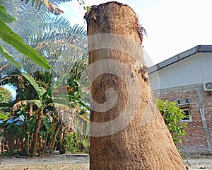 brown dead tree trunks around residents& x27; houses in the village, many of which are surrounded by dry vines