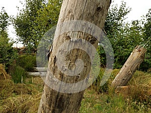 Brown dead tree trunks and green trees and grasses