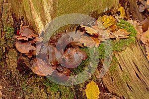 Brown decaying mushrooms on a dead tree trunk with moss and autumn leaves