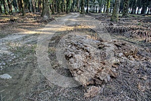 The brown decomposed tree trunk on the ground