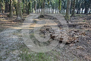 The brown decomposed tree trunk on the ground