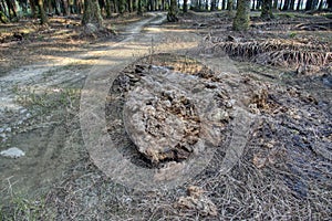 The brown decomposed tree trunk on the ground