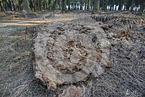 The brown decomposed tree trunk on the ground