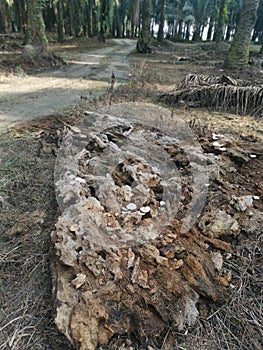 The brown decomposed tree trunk on the ground