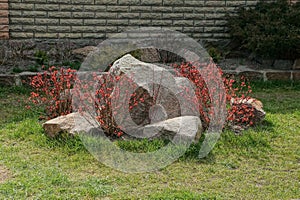 Brown decorative stones lie on the green grass of the lawn