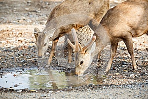 Brown deer