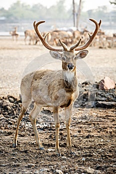 Brown deer