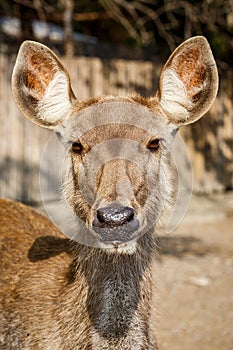 Brown deer