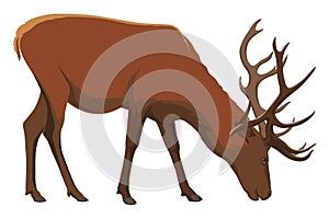 Brown deer. Deer grazing. Deer with big horns