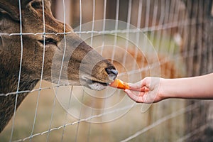 A brown deer eating from a hands through the metal fence