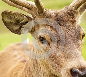Brown deer eye