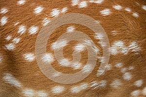 Brown deer fur