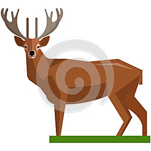 Brown deer hoofed ruminant mammals isolated on white photo