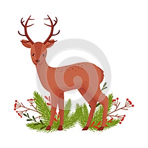 Brown Deer Near Fir Tree Twigs. Hoofed Ruminant Mammal Standing in Branches Vector Illustration