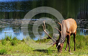 Brown deer with new horns looking for food in high grass