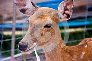 Brown Deer Standing eye looking for
