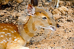 Brown Deer Standing eye looking for