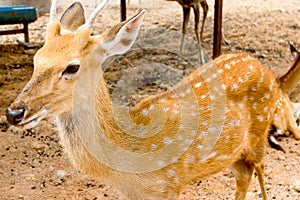 Brown Deer Standing eye looking for