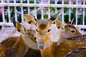 Brown deers staring eyes