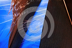 Brown detailed turkey feather on colourful white and blue feathers underwater