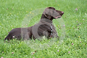 Brown Deutsche Dogge Lying Down