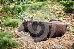 Brown dexter cow cattle