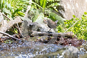 Brown Dippe feeding in a stream