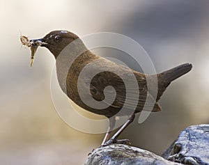 Brown Dipper, Cinclus pallasii