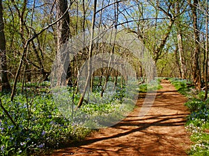 Brown Dirt Path in the Woods