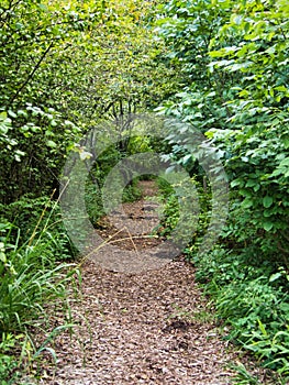 Brown Dirt Trail in Rural Kingsville Missouri