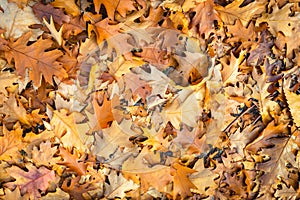 Brown discolored oak leaves fallen on the forest floor