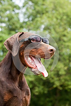 Brown doberman