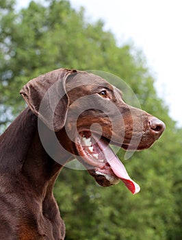 Brown doberman