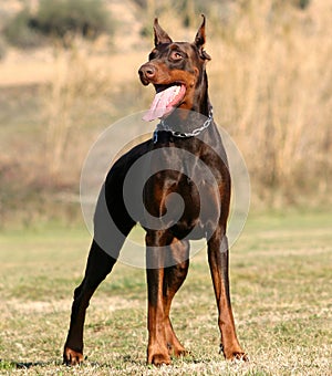 Brown doberman