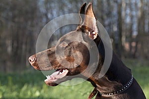 Brown doberman