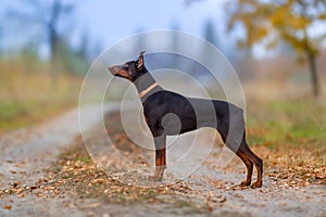 Brown doberman exterior