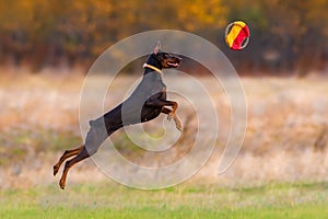 Brown doberman pinscher play