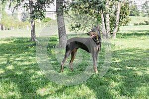 Brown Doberman pinscher portrait in the park