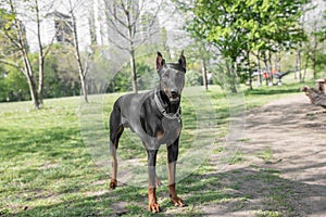 Brown Doberman pinscher portrait in the park