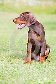 Brown doberman puppy