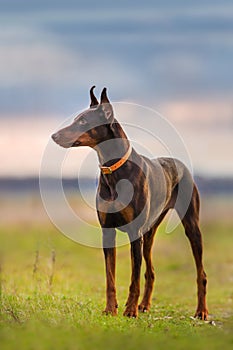 Brown doberman standing