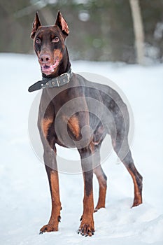 Brown Dobermann dog strikes a warning note standing full-length on snow at winter season