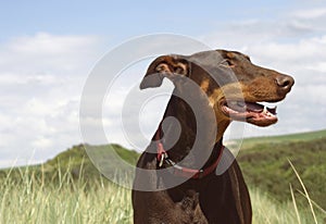 Brown Dobermann Kira