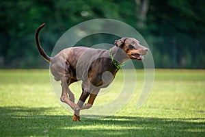 Brown dobermann with natural ears and tail training for schutzhund, igp, ipo photo