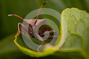 Dock bug Coreus marginatus