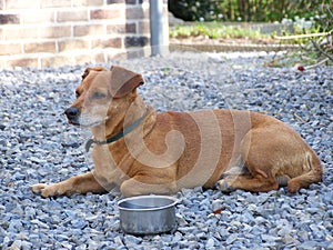 A brown dog beagle-like laying near its bowl
