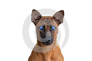 A brown dog with blue eyes, caused by a snake spitting venom at it, on a white background, clipping path